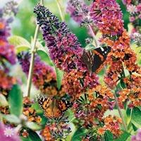 Buddleia \'Flower Power\' plant 2L