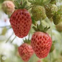 \'Bubbleberry\' (R) collection x 10 runners