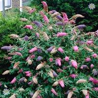 Buddleia Butterfly Bush Tricolour pot