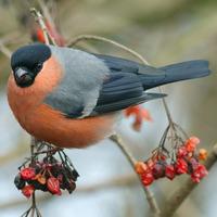 Bullfinch
