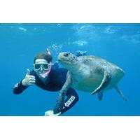 Byron Bay Sea Turtle Snorkel Tour
