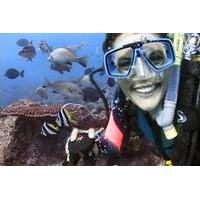 Byron Bay 3-Hour Certified Dive Tour