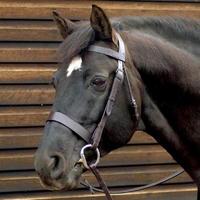 Caldene Wide Plain Snaffle Bridle Rein