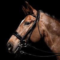 Caldene Padded Dressage Double B...