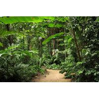 Cairns Sightseeing Tour Including Botanical Gardens, Mt Whitfield and the Dome