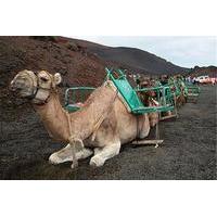 Camel Ride in the Dunes of Maspalomas