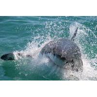 Cage Diving with Great White Sharks from Cape Town