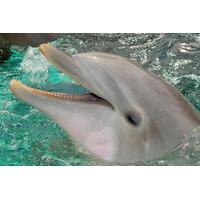 Cancun Dolphin Royal Swim on Isla Mujeres