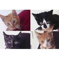 Catmosphere Cafe Sydney: Coffee with the Kitten Cadets