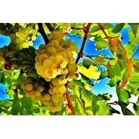 Cava Experience Penedès