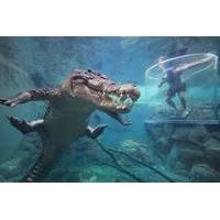 Cage of Death at Darwin\'s Crocosaurus Cove