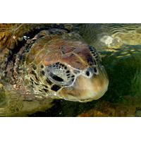 Cayman Turtle Farm Tour