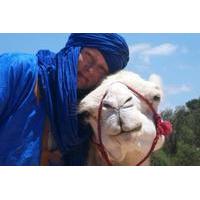 camel ride on the beach of essaouria