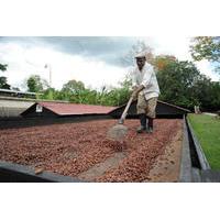 Cacao Plantation and Chocolate Factory Tour