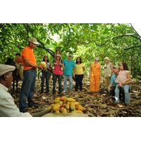 Cacao Plantation and Chocolate Factory Tour with Tasting of Chocolate