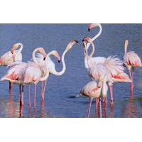 Camargue Tour from Aix-en-Provence