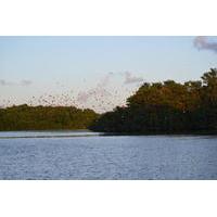 Caroni Wetlands Boat Tour