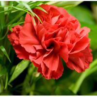 Carnation Scented Oil 10 ml (In Dropper Bottle)