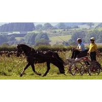 carriage driving for two