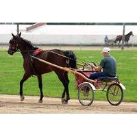 Carriage Driving