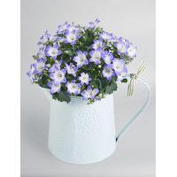 Campanula Jug