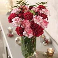 Carnation Festive Bouquet - Gift - 18 stem bouquet