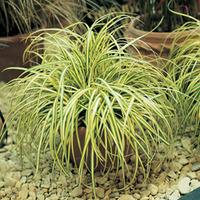 Carex oshimensis \'Evergold\' (Large Plant) - 2 x 1 litre potted carex plants