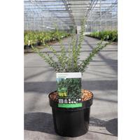 Caragana pygmaea (Large Plant) - 1 x 3.6 litre potted caragana plant