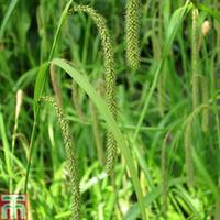 Carex pendula (Marginal Aquatic) - 1 x 3 litre potted carex plant