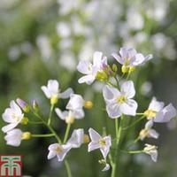 Cardamine pratensis (Marginal Aquatic) - 1 x 1 litre potted cardamine plant