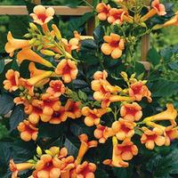 Campsis x tagliabuana \'Indian Summer\' (Large Plant) - 2 x 2 litre potted campsis plants