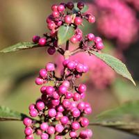 callicarpa bodinieri var giraldii profusion 1 x 9cm potted callicarpa  ...