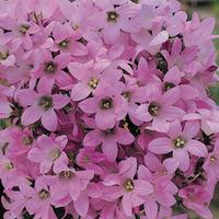 Campanula lactiflora \'Dwarf Pink\' (Large Plant) - 3 x 1 litre potted campanula plants