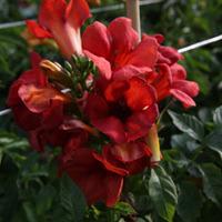 Campsis tagliabuana \'Summer Jazz - Fire\' (Large Plant) - 1 x 3 litre potted campsis plant