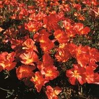 Californian Poppy \'Strawberry Fields\' - 1 packet (150 californian poppy seeds)