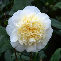 Camellia \'Brushfield\'s Yellow\' - 1 x 3 litre potted camellia plant