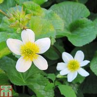 Caltha palustris var. alba (Marginal Aquatic) - 1 x 1 litre potted caltha plant