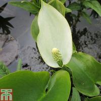 Calla palustris (Marginal Aquatic) - 1 x 1 litre potted calla plant