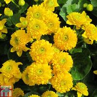 caltha palustris flore pleno marginal aquatic 1 x 1 litre potted calth ...