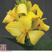 canna x generalis cannova yellow 1 x 7cm potted canna plant