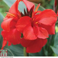 Canna x generalis \'Cannova Red\' - 1 x 7cm potted canna plant