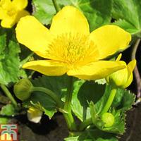 Caltha palustris subsp. polypetala (Marginal Aquatic) - 1 x 3 litre potted caltha plant