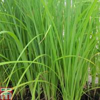 Carex acuta (Marginal Aquatic) - 1 x 3 litre potted carex plant