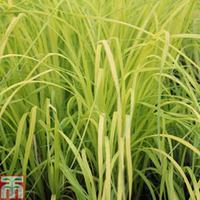 Carex elata \'Aurea\' (Marginal Aquatic) - 1 x 1 litre potted carex plant