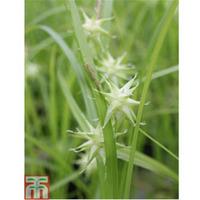 Carex grayi (Marginal Aquatic) - 1 x 1 litre potted carex plant