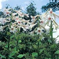 Cardiocrinum giganteum - 1 x 13cm cardiocrinum potted plant