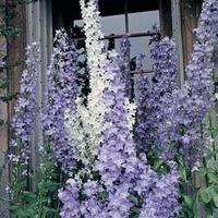 Campanula pyramidalis (Mixed) - 1 packet (700 seeds)