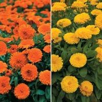 Calendula (Duo) - 2 packets - 1 of each variety (200 calendula seeds in total)