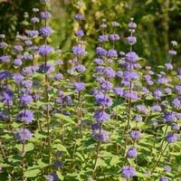 Caryopteris x clandonensis \'Kew Blue\' (Large Plant) - 2 x 3.5 litre potted caryopteris plants
