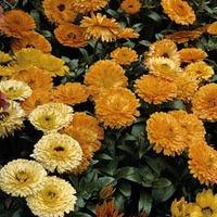 Calendula officinalis \'Fiesta Gitana Mixed\' - 1 packet (160 seeds)